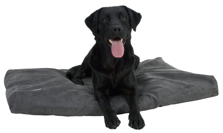 BUSTER MEMORY FOAM gulta sunim 